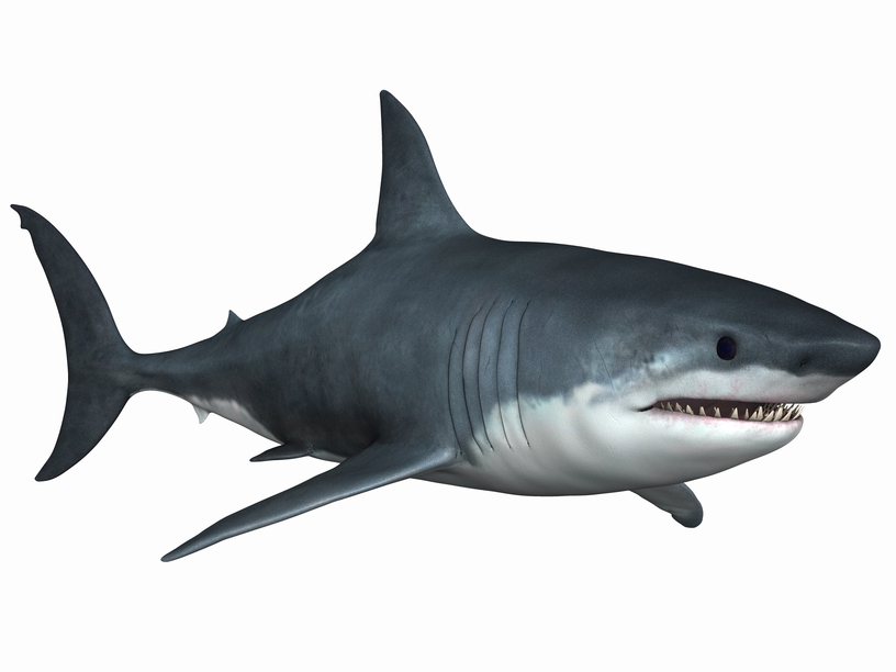 Great White Shark Illustration
