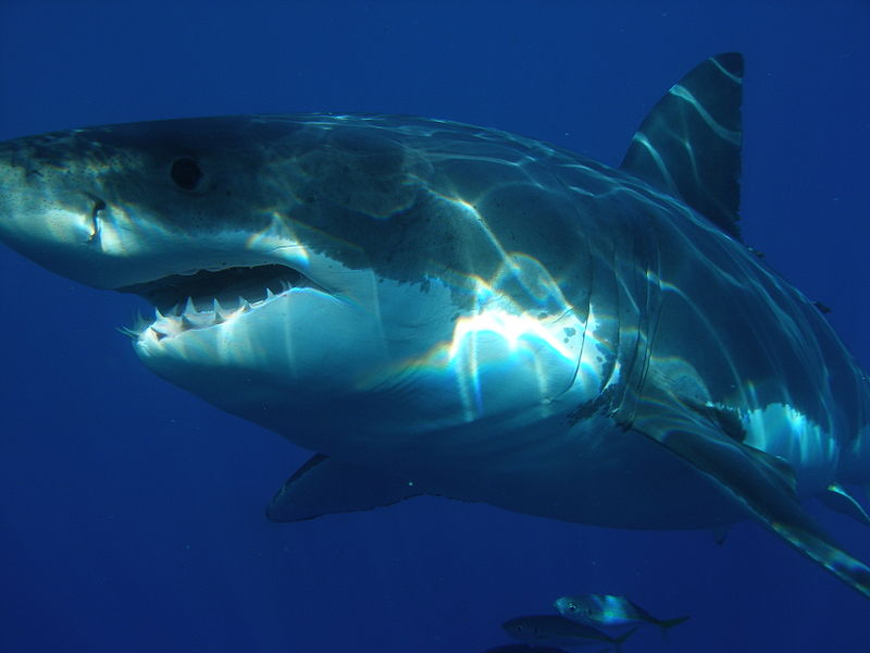 Great White Shark Swimming