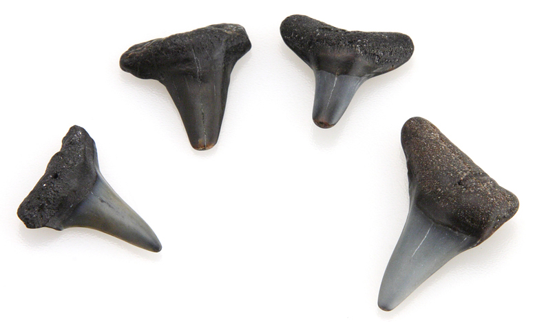 Assortment of small shark teeth