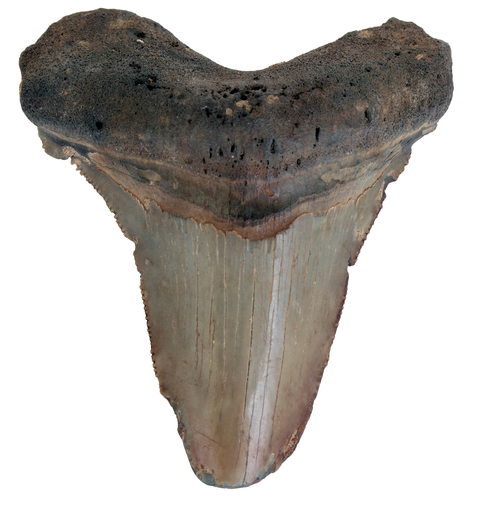 Megalodon Tooth With Broken Edges