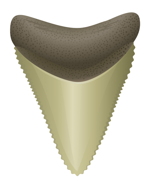 Illustration of a great white shark tooth