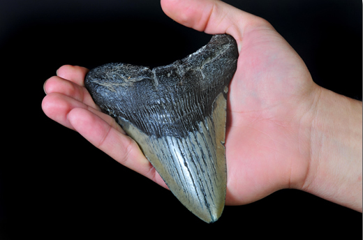 Person holding a megalodon shark tooth